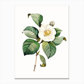 Camellia Canvas Print