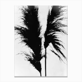 White black pampas grass Canvas Print