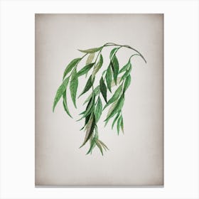 Vintage Babylon Willow Botanical on Parchment Canvas Print