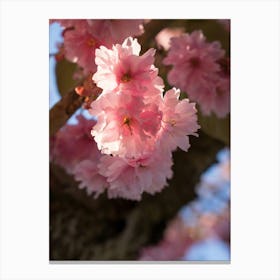 Pink blossoms of an ornamental cherry in spring 2 Canvas Print
