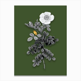Vintage Macartney Rose Black and White Gold Leaf Floral Art on Olive Green n.0401 Canvas Print