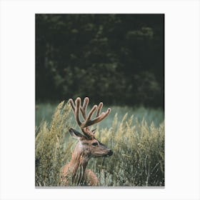 California Mule Deer Canvas Print
