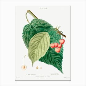 Cherry, Pierre Joseph Redoute 1 Canvas Print