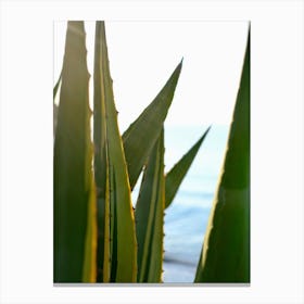 Agave and the Blue Sea // Ibiza Nature & Travel Photography Canvas Print
