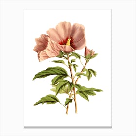 Hibiscus Flower 11 Canvas Print