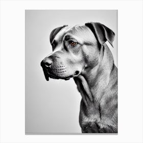 Cane Corso B&W Pencil dog Canvas Print