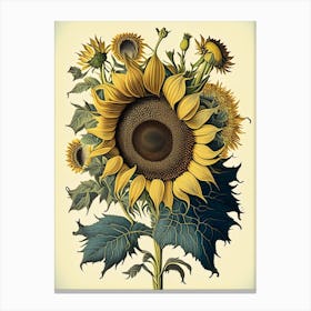 Sunflower 3 Floral Botanical Vintage Poster Flower Canvas Print