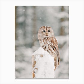 Snowy Owl On Fence Post Canvas Print