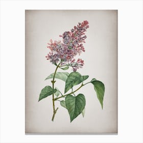 Vintage Common Pink Lilac Plant Botanical on Parchment n.0041 Canvas Print