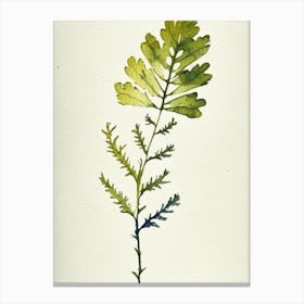 Wood Betony Leaf Minimalist Watercolour 3 Canvas Print