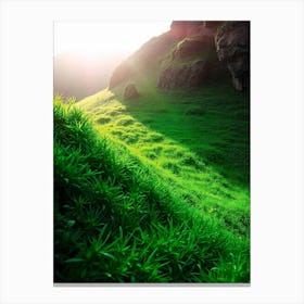 Green Grass In The Sun Canvas Print