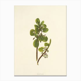 Berry Plant Canvas Print