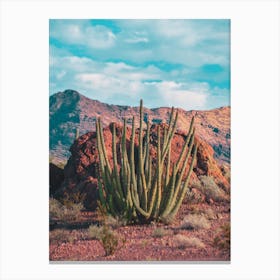 Organ Pipe In The Sonoran Desert Canvas Print