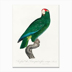 The Cuban Amazon From Natural History Of Parrots, Francois Levaillant 2 Canvas Print
