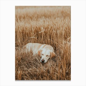 Golden Retriever Sleeping In A Field.Generated AI. Art Print Canvas Print