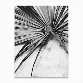Black And White Palm Leaf Canvas Print