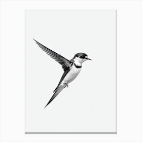 Barn Swallow B&W Pencil Drawing 1 Bird Canvas Print