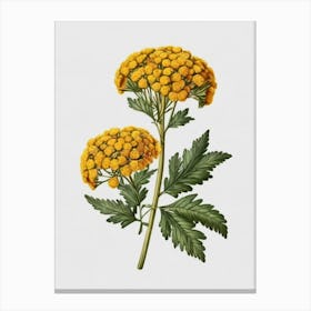 Chamomile 3 Canvas Print