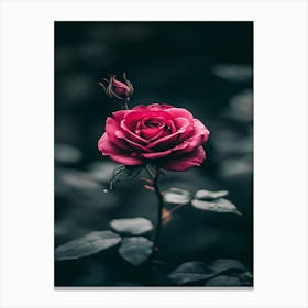 Rose In The Dark 28 Canvas Print