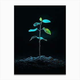 Plant Growing In The Dark 30 Canvas Print