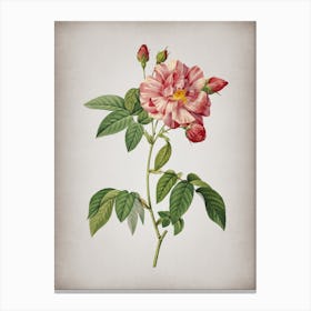 Vintage French Rosebush with Variegated Flowers Botanical on Parchment n.0365 Canvas Print