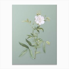 Vintage White Rose of York Botanical Art on Mint Green n.0296 Canvas Print