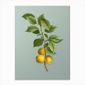Vintage Briancon Apricot Botanical Art on Mint Green n.0625 Canvas Print