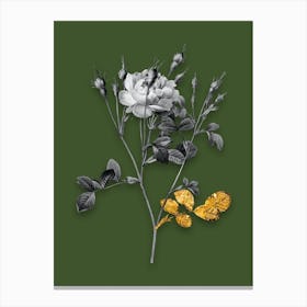 Vintage Anemone Sweetbriar Rose Black and White Gold Leaf Floral Art on Olive Green n.0477 Canvas Print