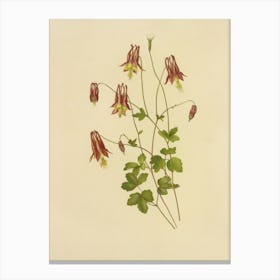 Columbine Canvas Print