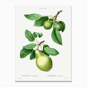 Pear, Pierre Joseph Redoute Canvas Print