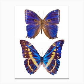 Two Blue Butterflies Canvas Print