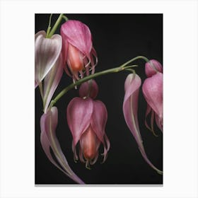 Fuchsia Canvas Print