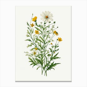 Vintage Botanical Galleria Style Wildflower Painting 48 Canvas Print