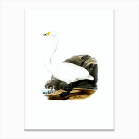 Vintage Whooper Swan Bird Illustration on Pure White n.0167 Canvas Print