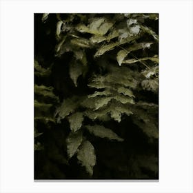 Ferns Oil Painting Canvas Print
