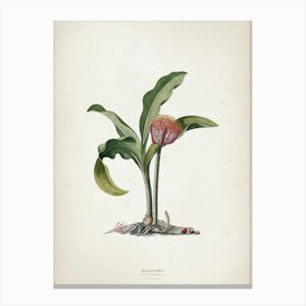 Vintage Ehret 4 Haemanthus Colchici Canvas Print