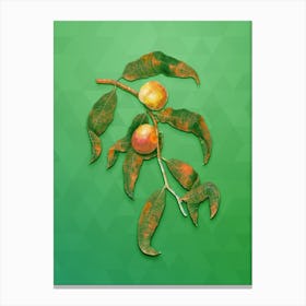 Vintage Peach Botanical Art on Classic Green Canvas Print