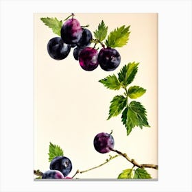 Blackcurrant Italian Watercolour fruit Canvas Print
