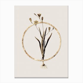 Gold Ring Ixia Bulbifera Glitter Botanical Illustration n.0042 Canvas Print