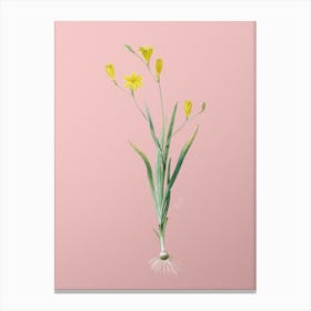 Vintage Ixia Bulbifera Botanical on Soft Pink n.0586 Canvas Print