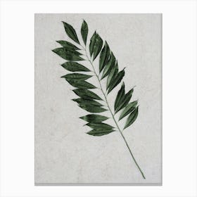 Single Stem Of Leaves Canvas Print