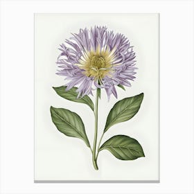 Chrysanthemum 3 Canvas Print