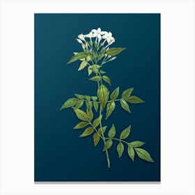 Vintage Jasmin Officinale Flower Botanical Art on Teal Blue n.0209 Canvas Print