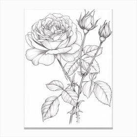 Roses Sketch 39 Canvas Print