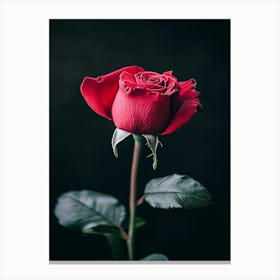 Red Rose 45 Canvas Print