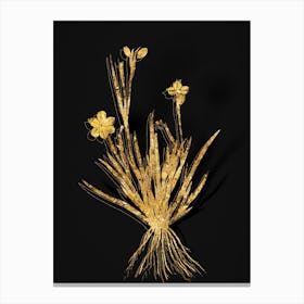 Vintage Yellow Eyed Grass Botanical in Gold on Black Canvas Print