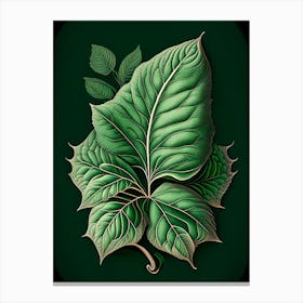 Basil Leaf Vintage Botanical 3 Canvas Print
