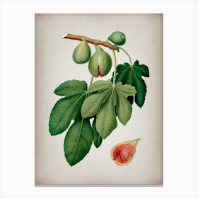 Vintage Fig Botanical on Parchment n.0976 Canvas Print