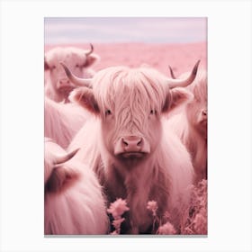 Heard Of Highland Cows Pink Realistic Photography 4 Canvas Print