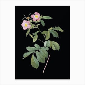 Vintage Pink Alpine Roses Botanical Illustration on Solid Black n.0694 Canvas Print